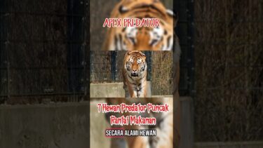 APEX PREDATOR | 7 Predator Puncak Rantai Makanan #faktamenarik #faktaunik #apexpredator