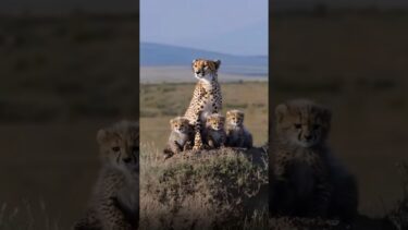 🐆🦁Lions attack Cheetah family #cheetah #lion #apexpredators #lionattacks #wildlife #wildlifeshorts