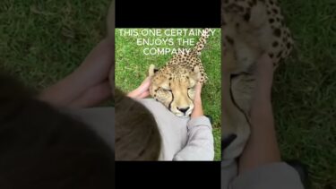 Are Cheetahs Really Apex Predators?