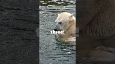 Top 10 Apex Land Predators on Earth