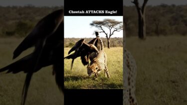 Cheetah vs. Eagle: BATTLE OF THE APEX PREDATORS!