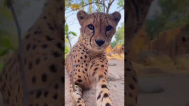 😿 From Apex Predator to House Cat: How Cheetahs Became Nature’s Biggest Disappointment